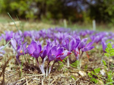 saffron-2824330_1280 saffron-2824330_1280